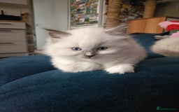 Ragdoll cats for sale: 💞 Beautiful Ragdoll 💞 - Image 15