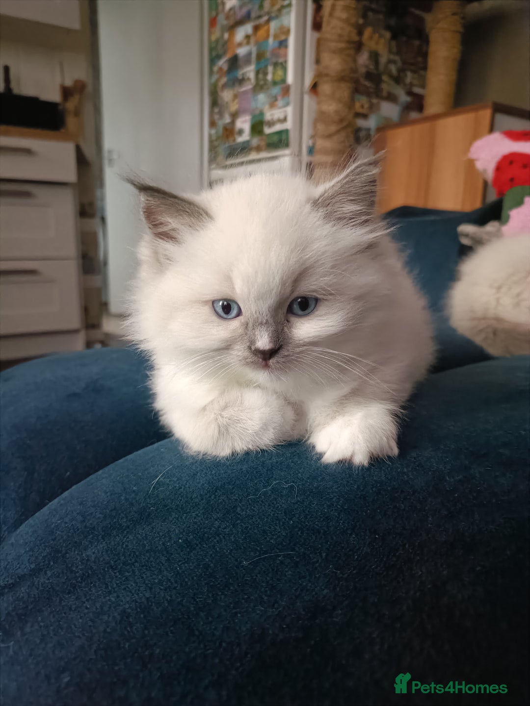 Ragdoll cats for sale: 💞 Beautiful Ragdoll 💞 - Image 15