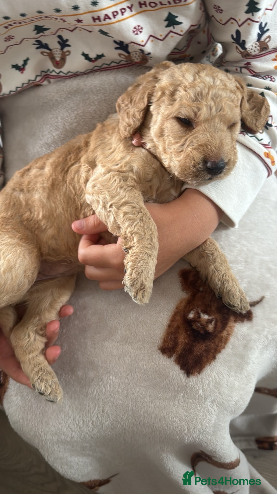 Labradoodle dogs 🐾 F1B Labradooles 🐾 5 reserved already  - Advert 2