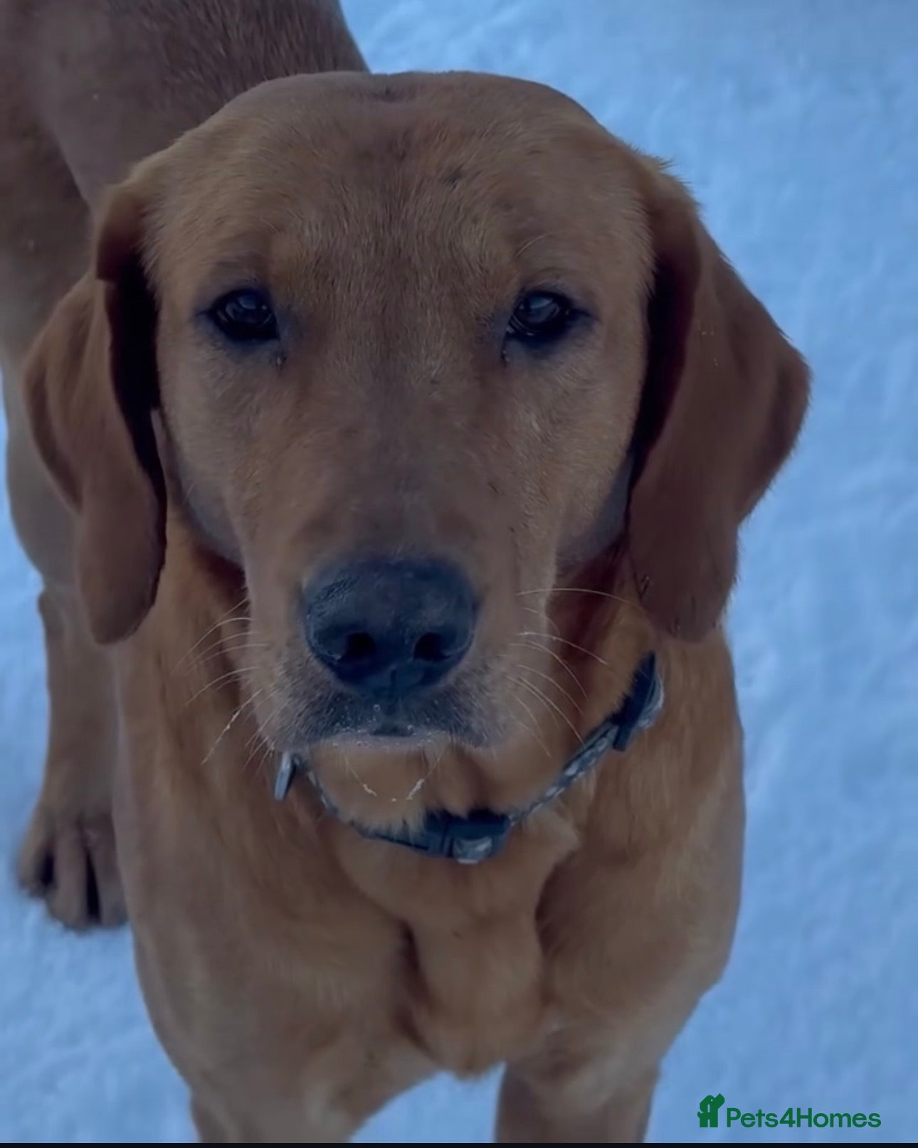 Goldador dogs BORN FROM HIP, ELBOW AND DNA PERFECT PARENTS - Advert 14