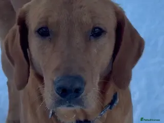 Goldador dogs BORN FROM HIP, ELBOW AND DNA PERFECT PARENTS - Advert 14