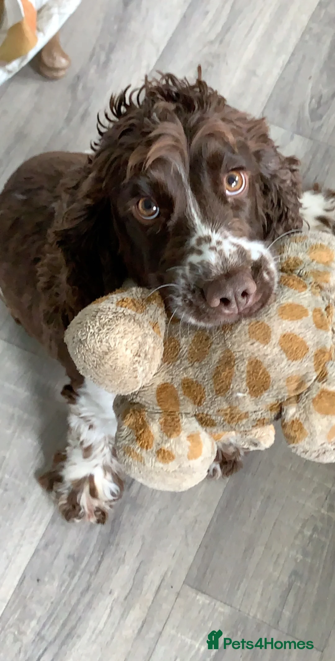 Cocker Spaniel dogs for sale: Female Cocker Spaniel looking for new loving home. - Advert 5