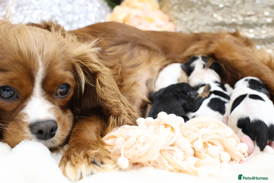 Cavalier King Charles Spaniel dogs for sale: HEALTH TESTED KC Cavalier King Charles Spaniels - Advert 23