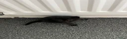 Mixed Breed cats for sale: 3 lovely Kittens for sale - Advert 8
