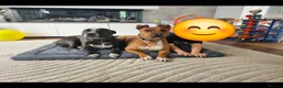 Mixed Breed dogs for sale: Red Staffordshire bull terrier  in Manchester - Advert 2