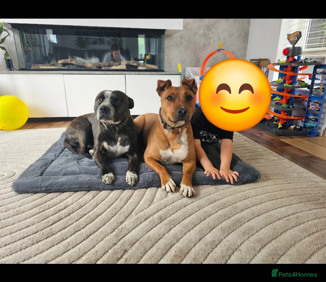 Mixed Breed dogs for sale: Red Staffordshire bull terrier  in Manchester - Advert 2