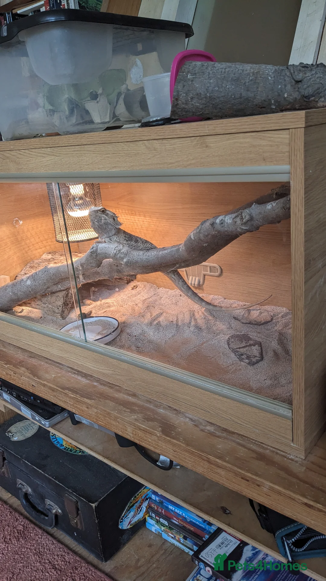 Bearded Dragon reptiles for sale: Bearded dragon  in Beaminster - Advert 4