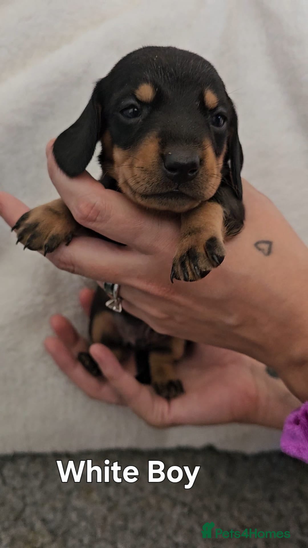 Miniature Dachshund dogs for sale: 4 week old Miniature Dachshunds - Image 16