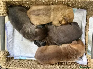 Patterdale Terrier dogs Quality Patterdale Pups - Advert 5