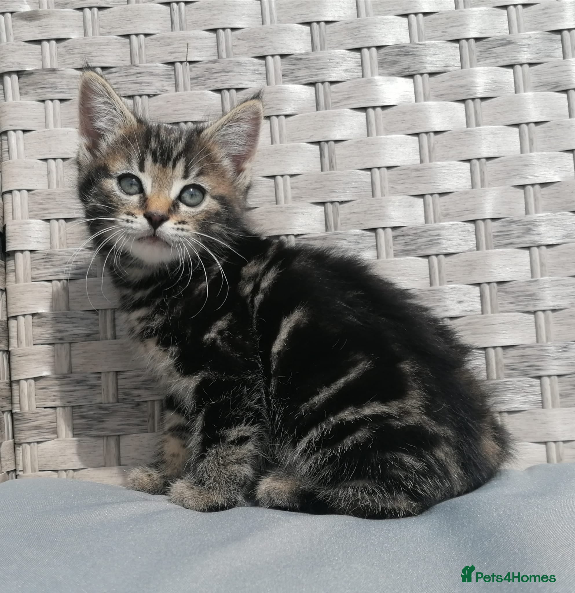 Mixed Breed cats 🐾 Rare Fluffy Maine Coon Type Kittens ⭐ - Advert 3