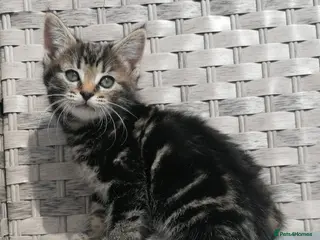 Mixed Breed cats 🐾 Rare Fluffy Maine Coon Type Kittens ⭐ - Advert 1