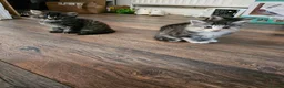 British Longhair cats for sale: Georgous silver silver & ginger Longhaired kittens - Advert 11
