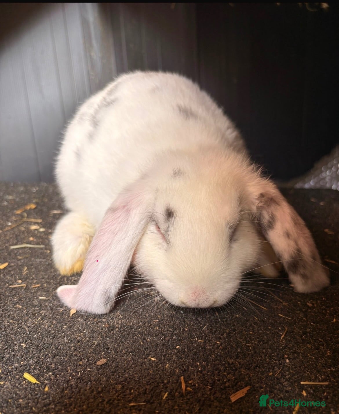 Mini Lop rabbits READY NOW for their forever home Lop eared Rabbits - Advert 1