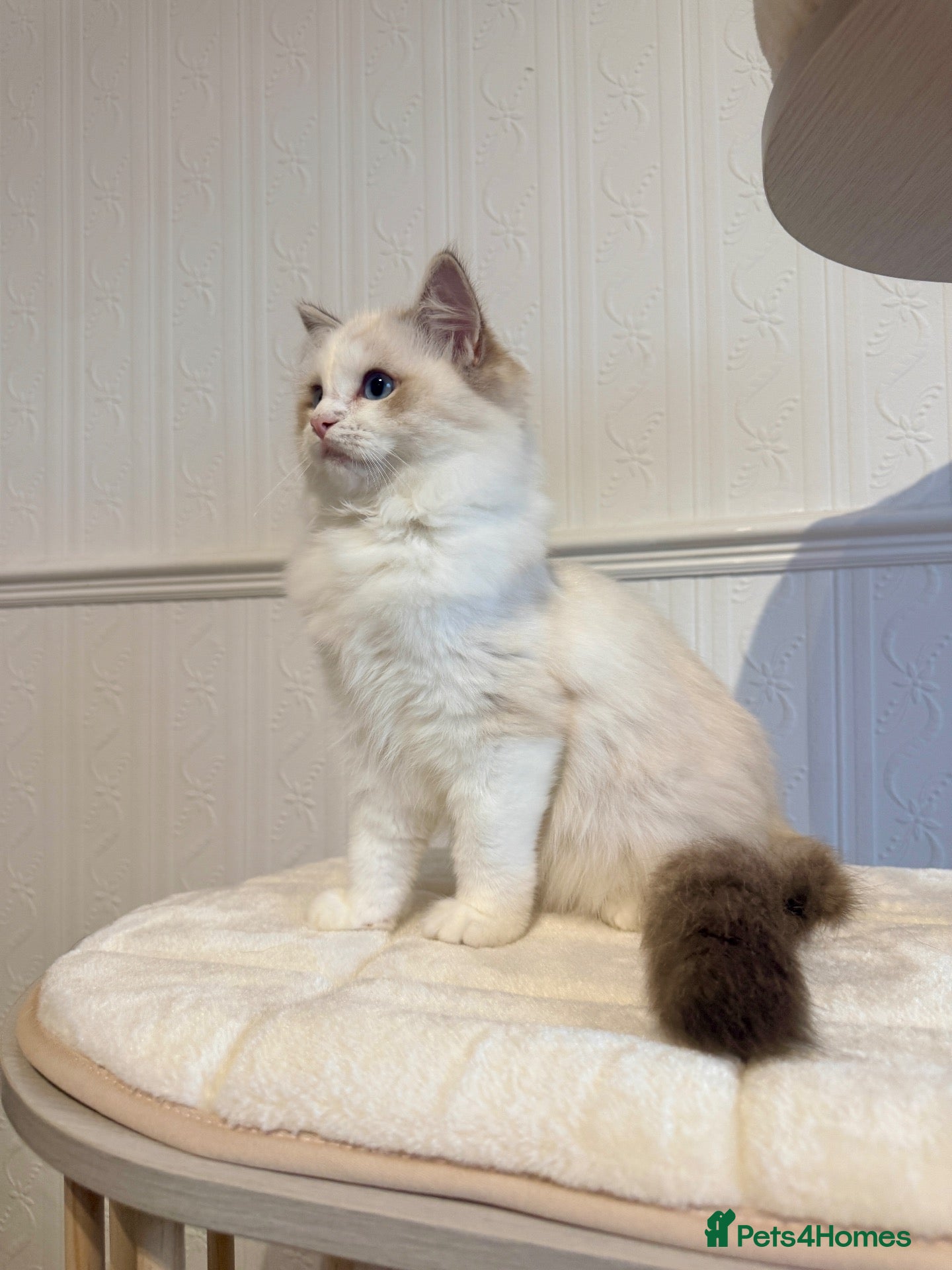 Ragdoll cats ✨ Exceptional Ragdoll Kittens Ready to leave ✨ - Advert 2