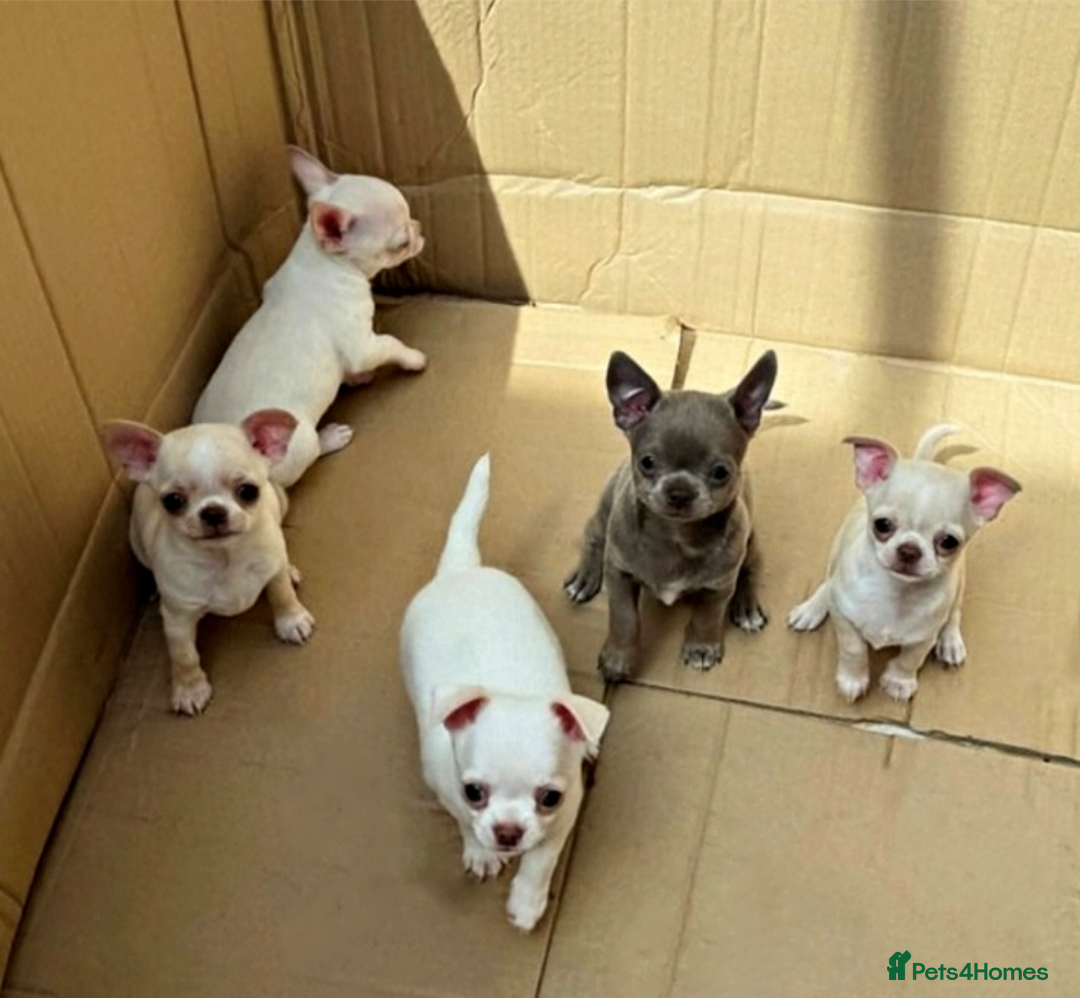 Chihuahua dogs for stud: KC reg - Health tested - PROVEN  - Advert 23