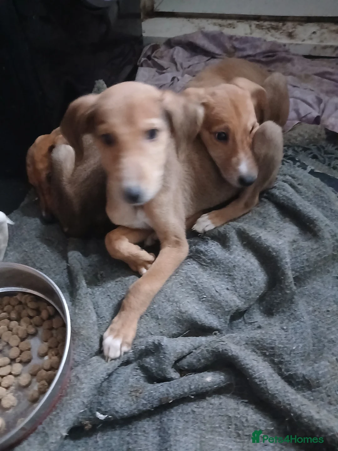 Mixed Breed dogs for sale: Three beautiful deerhound x greyhound  - Advert 8