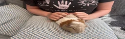 Guinea Pig rodents for sale: Adorable adult female guinea pigs  in London - Advert 7