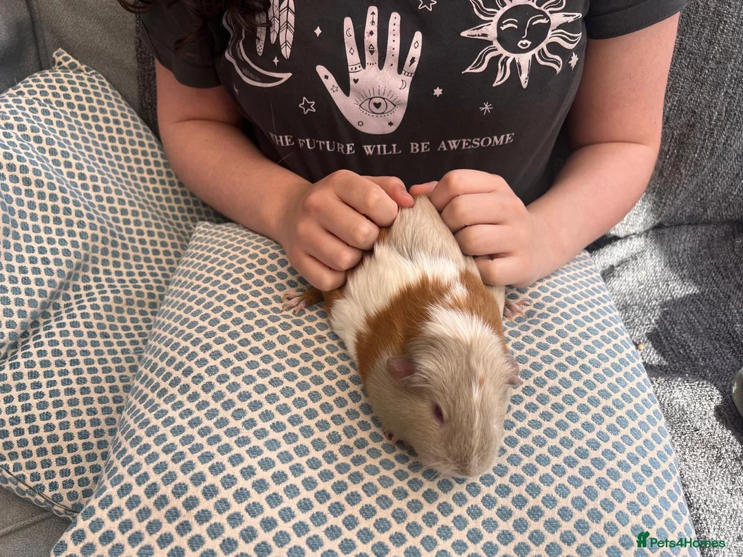 Guinea Pig rodents for sale: Adorable adult female guinea pigs  in London - Advert 7