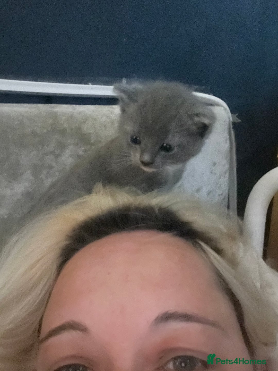 Mixed Breed cats for sale: Half ragdolls cuddly, all girls, ready now - Advert 7