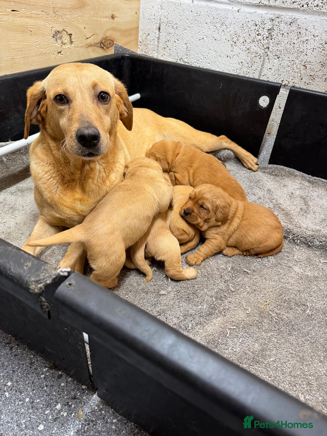 Goldador dogs for sale: SUPER GORGEOUS RED GOLDADOR PUPPIES ❤️ - Advert 6