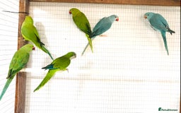 Ringnecks birds for sale: Beautiful coloured ringneck parrots for sale. - Image 12