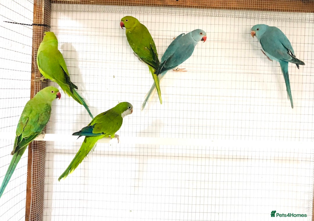 Ringnecks birds for sale: Beautiful coloured ringneck parrots for sale. - Image 12