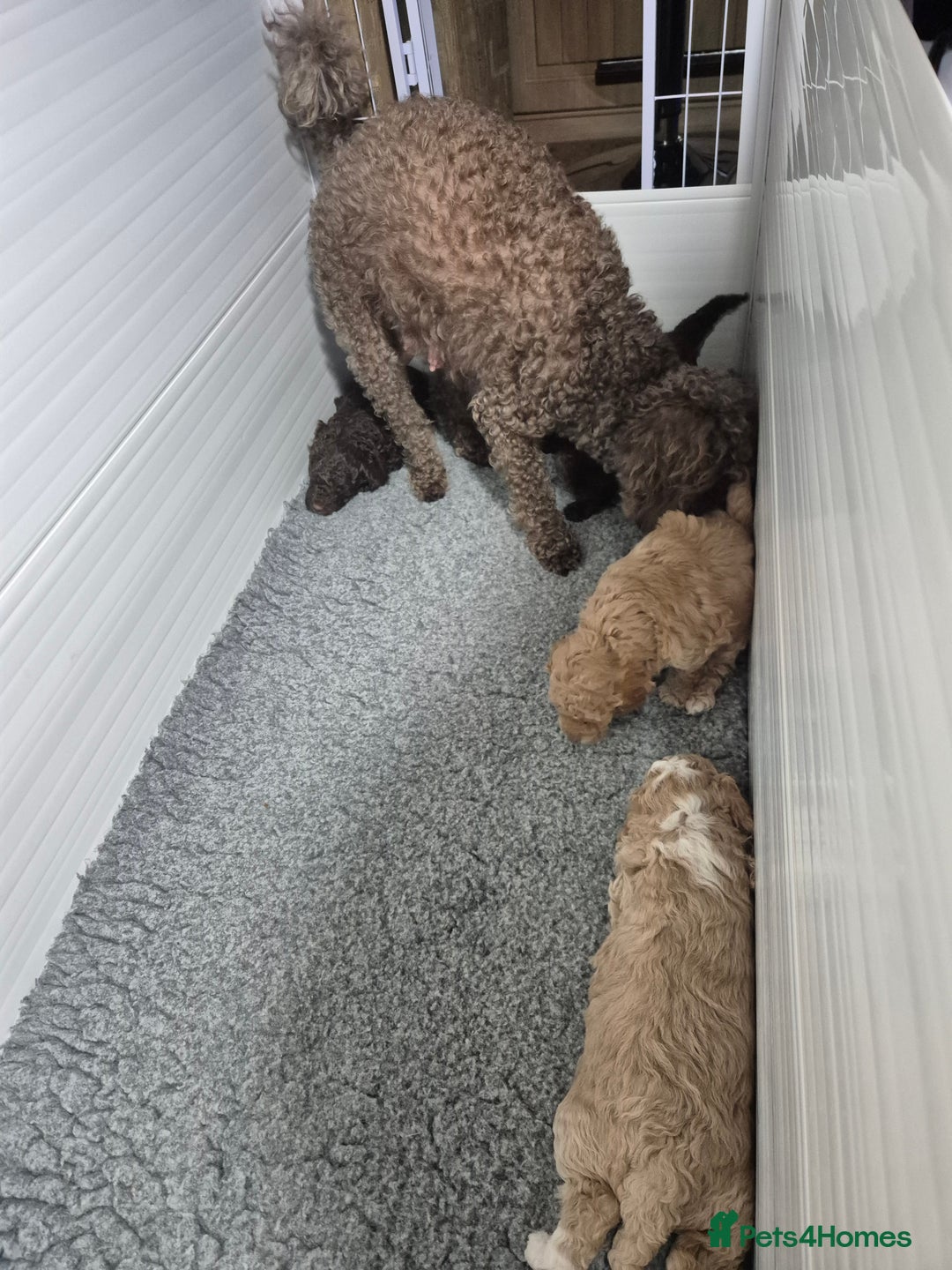 Labradoodle dogs for sale: Stunning F3 miniature labradoodles!  - Advert 22