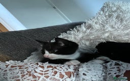Mixed Breed cats for sale: Affectionate playful kittens - Image 5