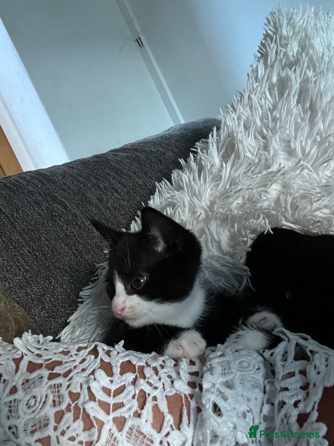Mixed Breed cats for sale: Affectionate playful kittens - Image 5