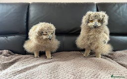 Mixed Breed birds for sale: Bengal eagle owl chicks - Image 3