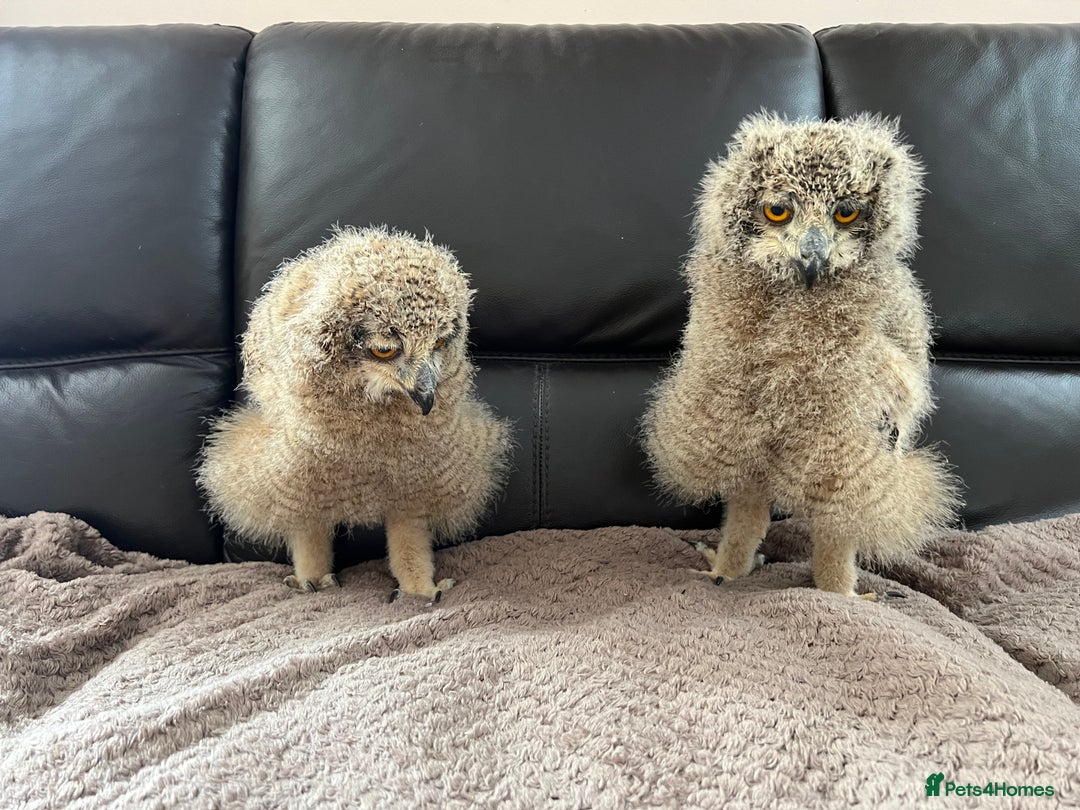 Mixed Breed birds for sale: Bengal eagle owl chicks - Image 3