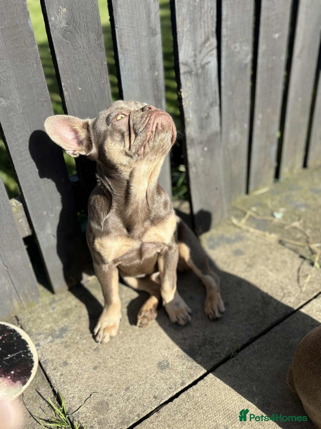 French Bulldog dogs for sale: Female blue/fawn French bulldog  - Image 7