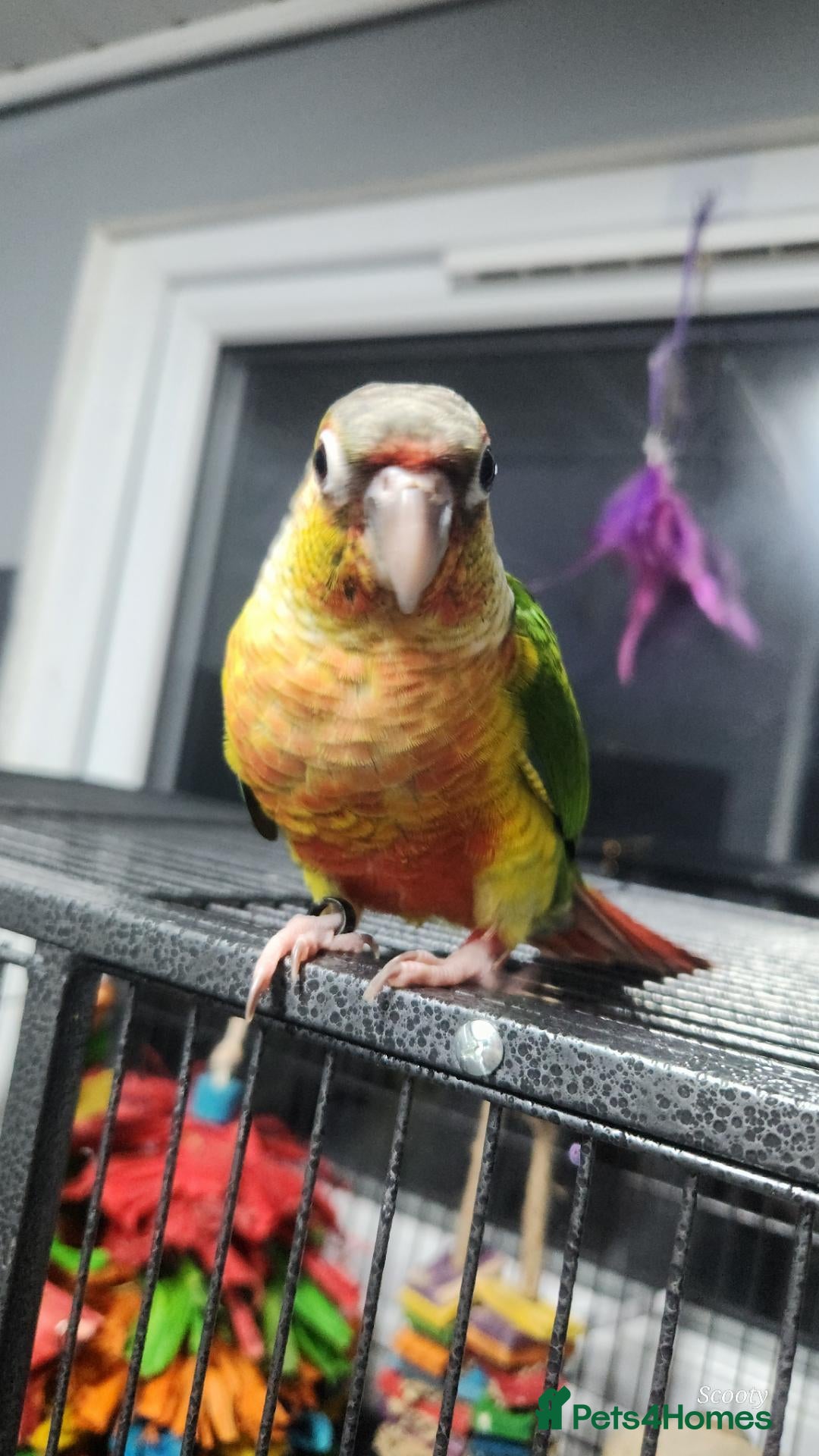 Conures birds Conure baby Handreared Conures Ready To Go Now - Advert 16