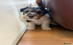 Fox Terrier dogs for sale: 🐾Darling fox terrier puppies 🐾 07513801786 - Image 5