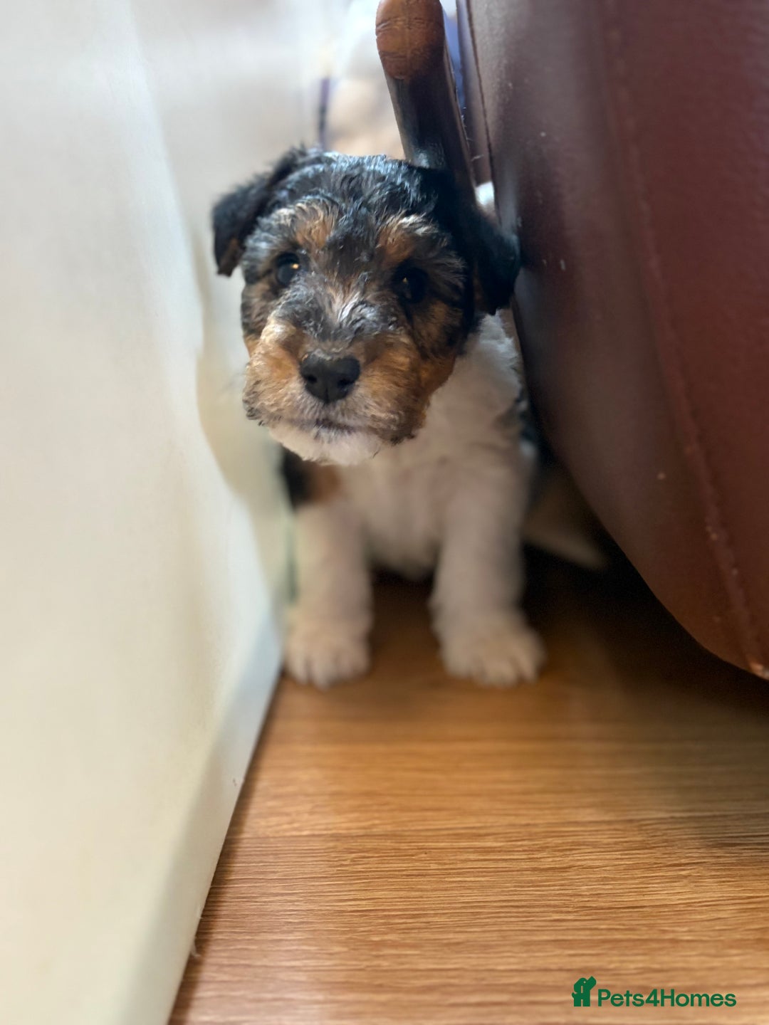 Fox Terrier dogs for sale: 🐾Darling fox terrier puppies 🐾 07513801786 - Image 5