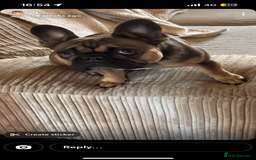 French Bulldog dogs for sale: French bulldog  - Image 1