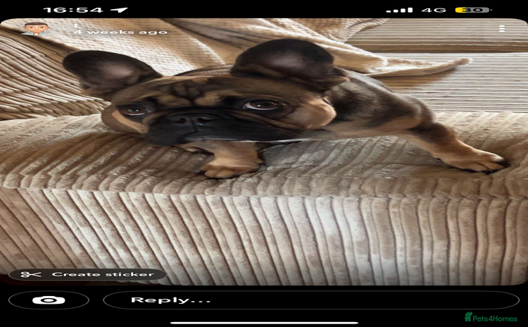 French Bulldog dogs - Advert 11