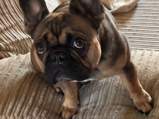 French Bulldog dogs for sale - Advert 1