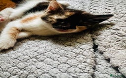 Mixed Breed cats for sale: Beautiful ginger and calico kittens - Image 5