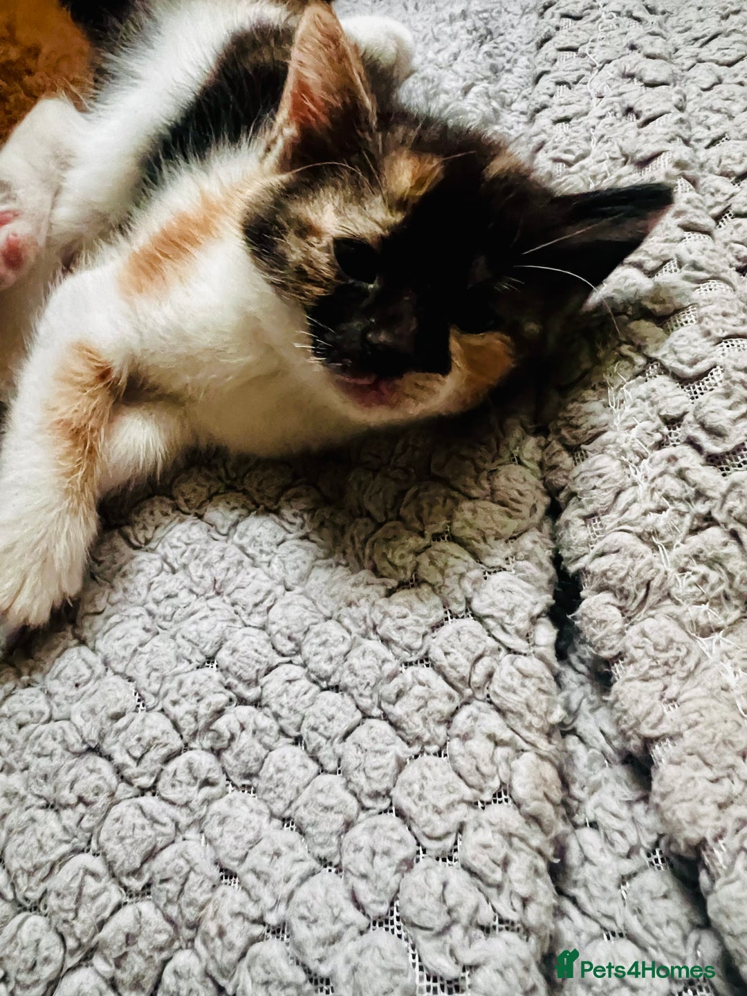 Mixed Breed cats for sale: Beautiful ginger and calico kittens - Image 5