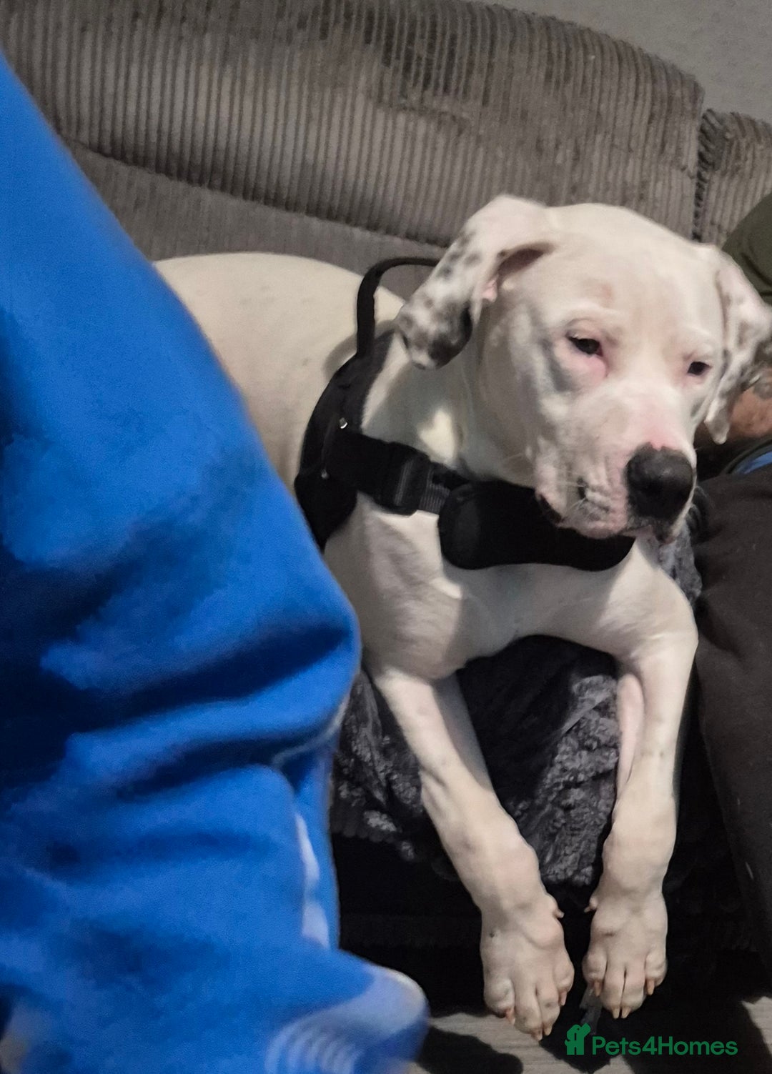 American Bulldog dogs for sale: American bulldog  - Advert 3