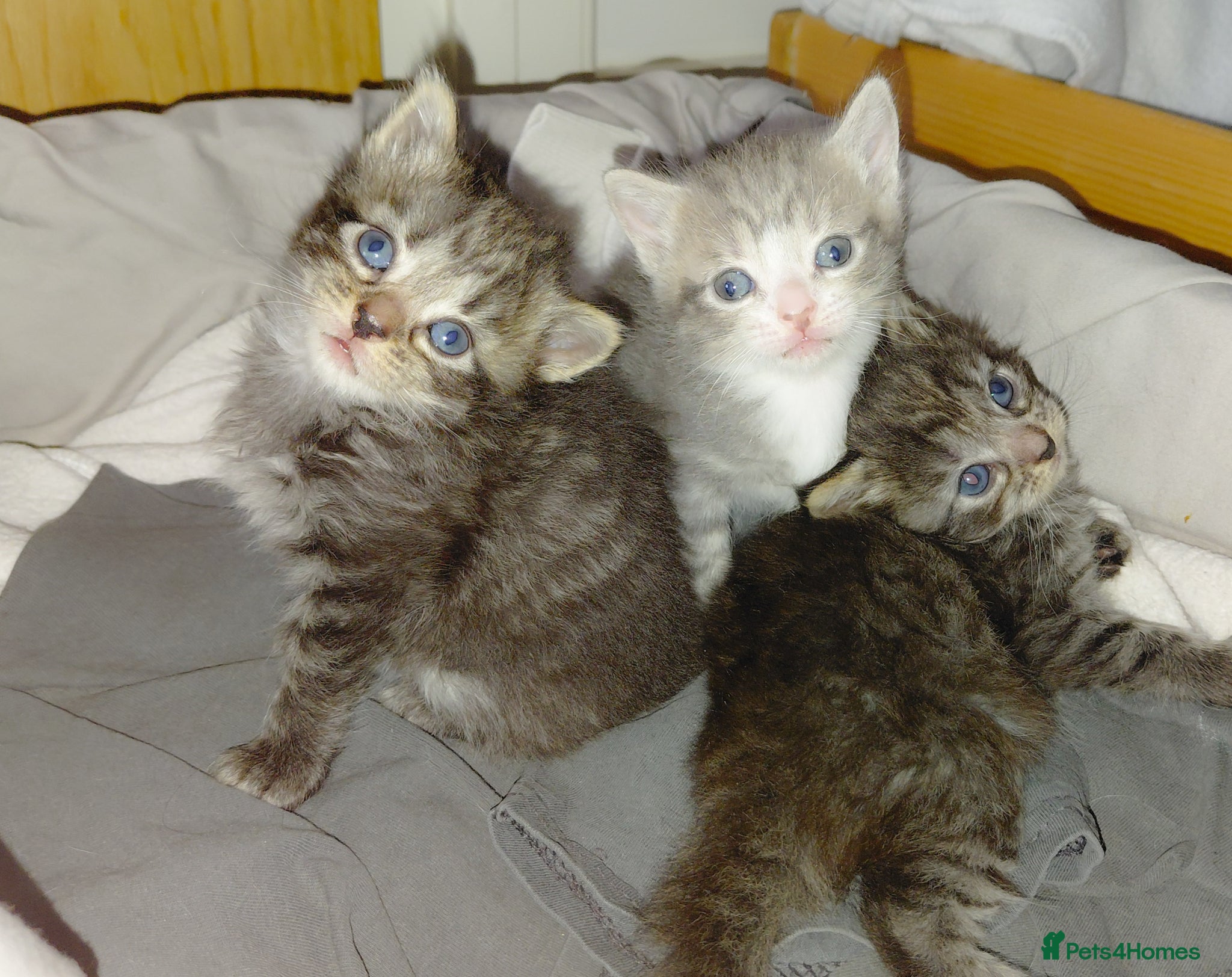 Mixed Breed cats mixed munchkins  - Advert 5