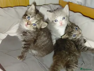 Mixed Breed cats mixed munchkins - Advert 5