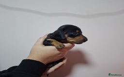 Dachshund dogs for sale: 5 gorgeous Dachsund puppies - Advert 7