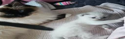 Mixed Breed cats for sale: Ragdoll cross kitten's - Advert 14
