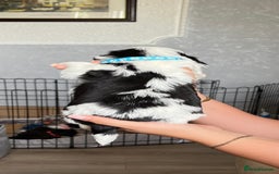 Shih Tzu dogs for sale: Boy number one  - Image 3