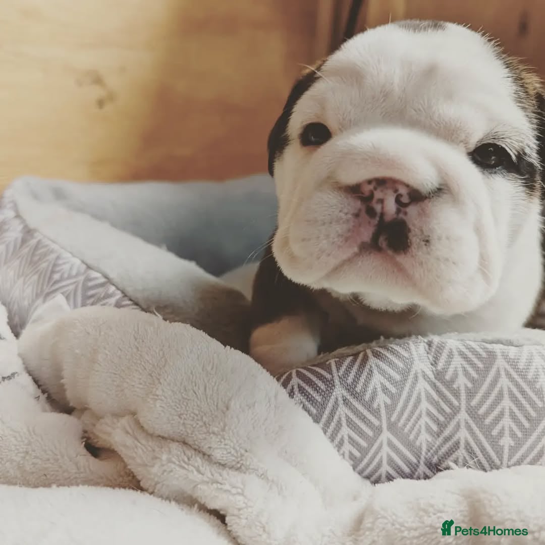 English Bulldog dogs for sale: 🐶🏡 Beautiful English Bulldog  Available! 🐾❤️ - Image 6