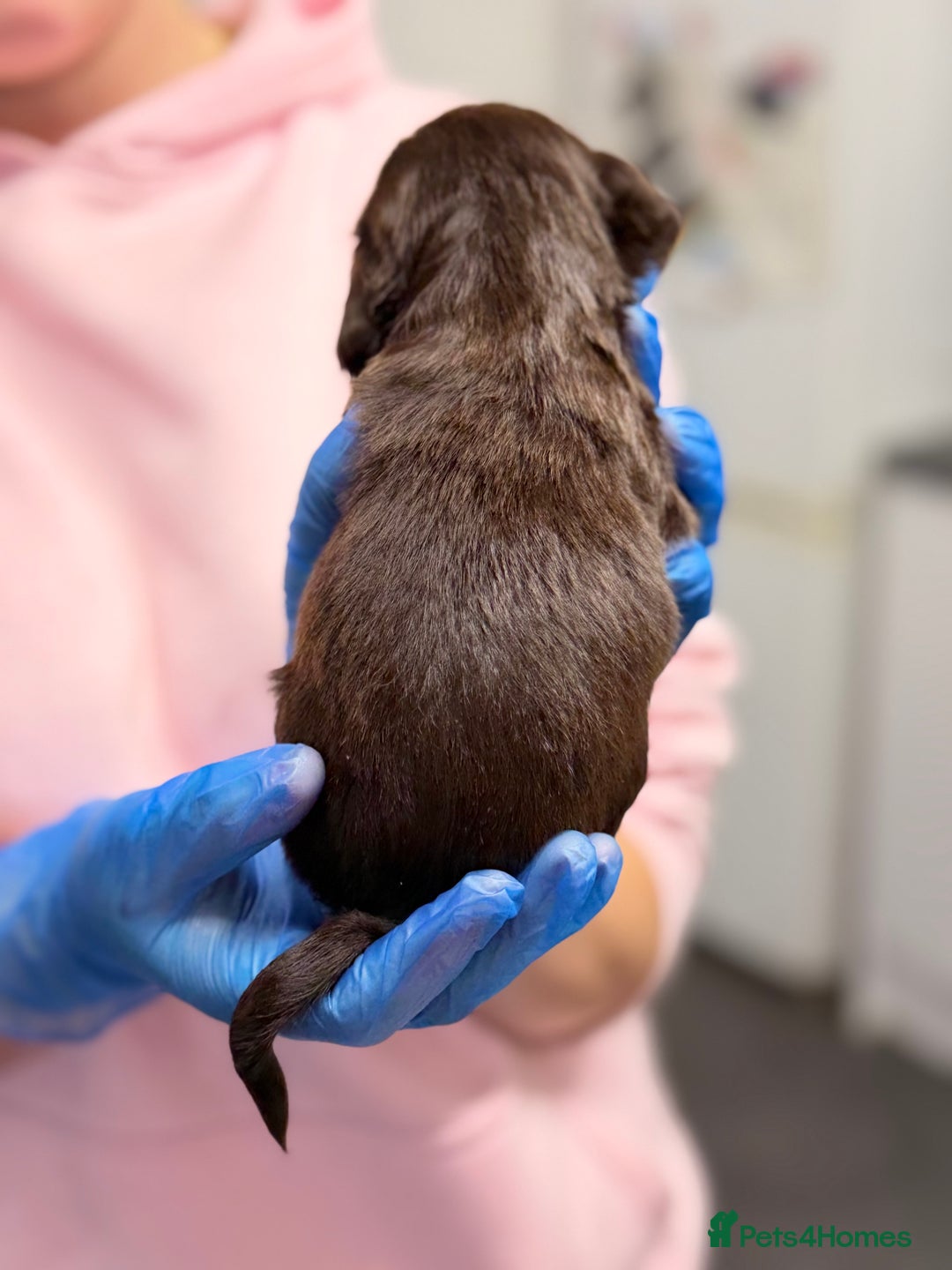 Cocker Spaniel dogs for sale: PureBred Cocker spaniel   - Advert 8