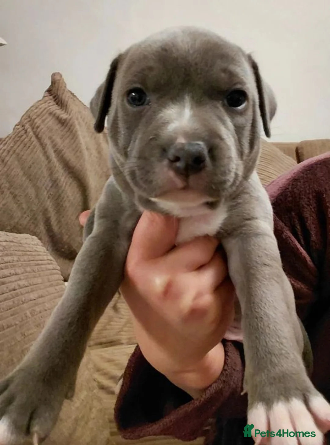 Staffordshire Bull Terrier dogs for sale: Outstanding Staffordshire Bull Terrier Available in Manchester - Advert 2