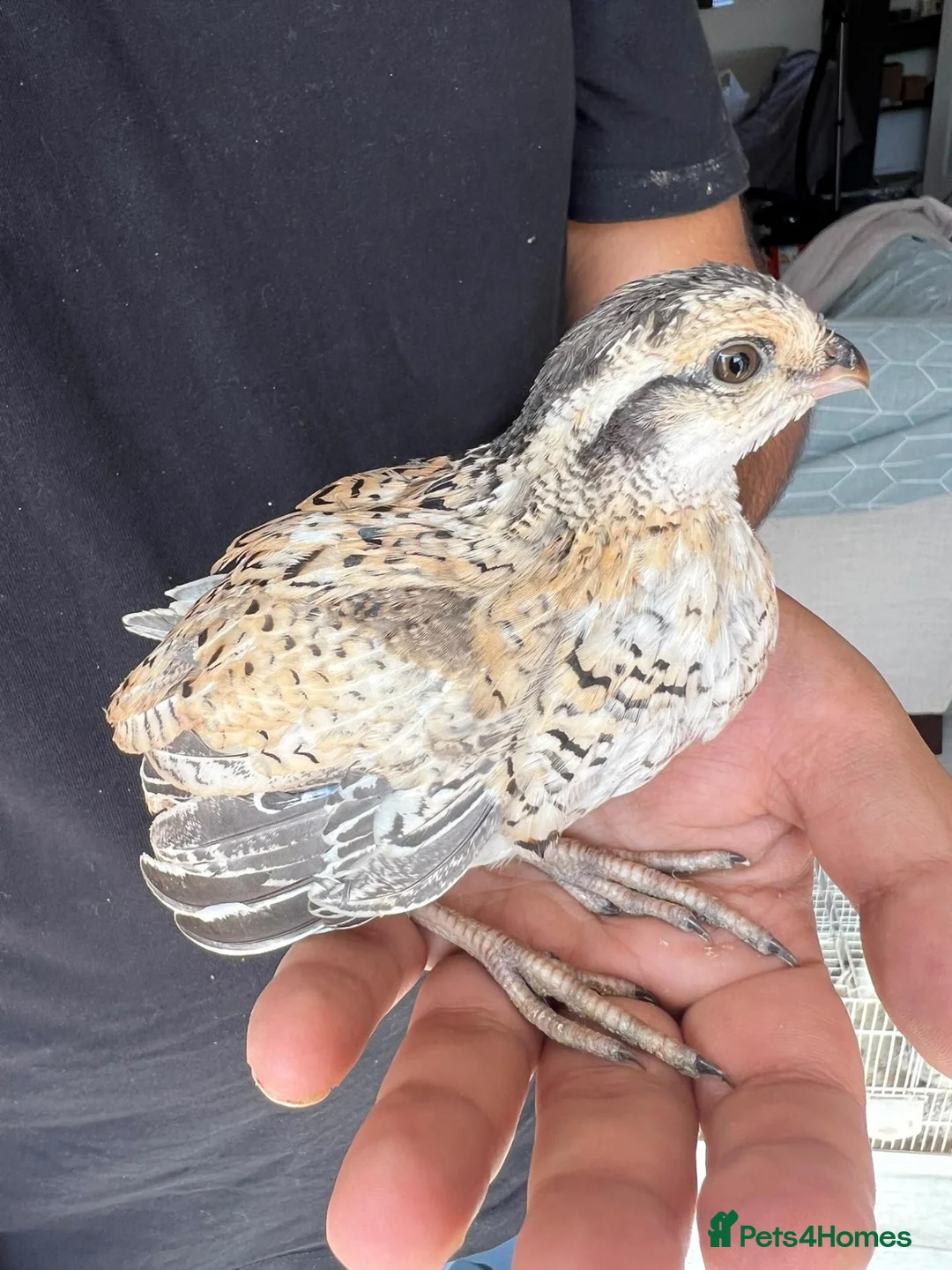Quail poultry for sale: bob white and jumbo quails available  in Birmingham - Advert 11
